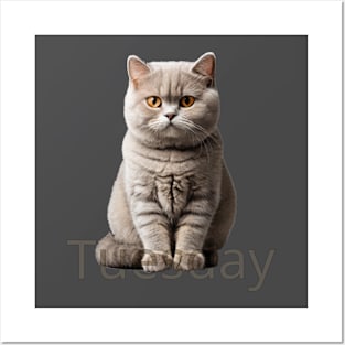 Tuesday cat. So fluffy! Posters and Art